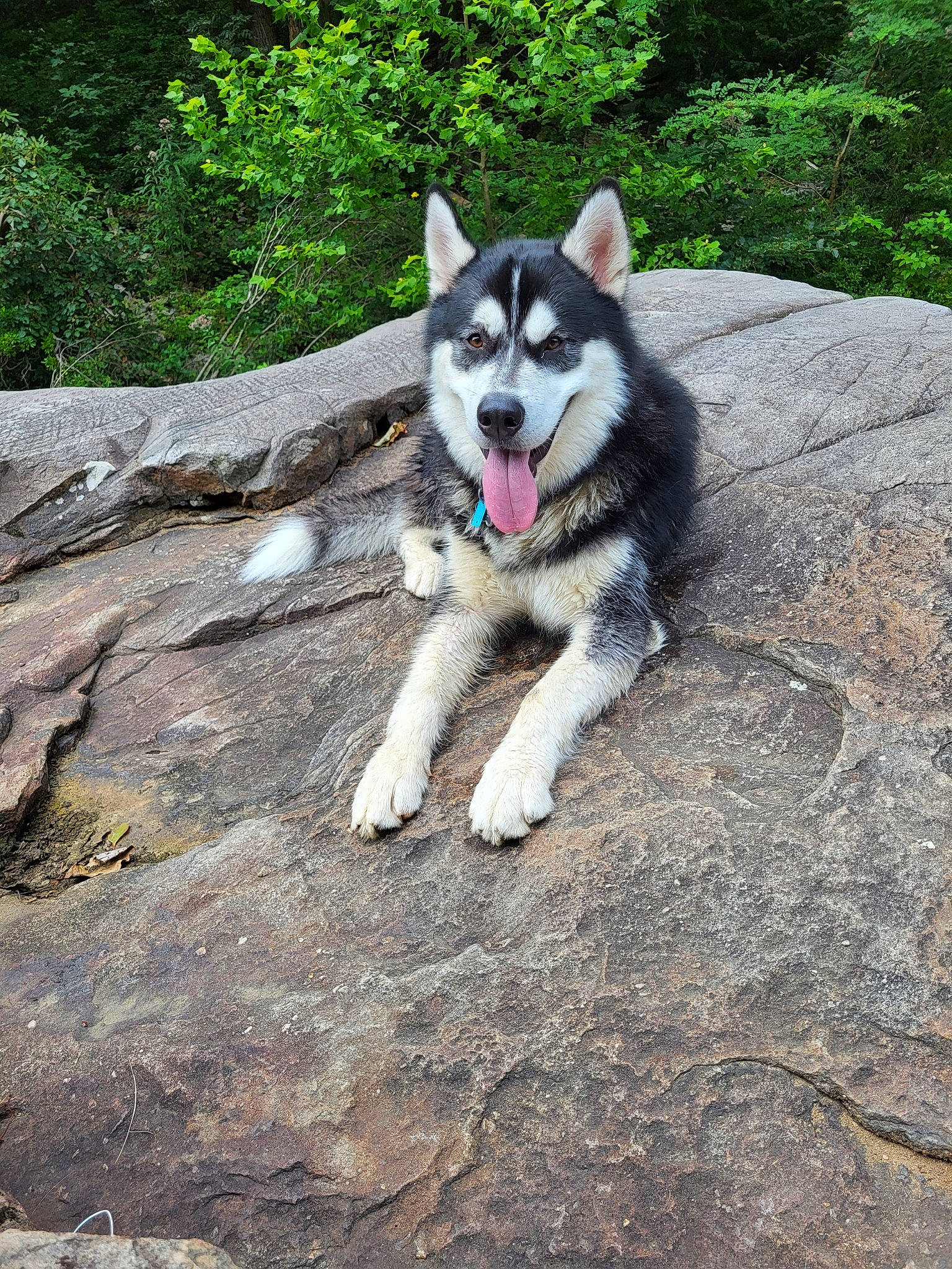 Bear joined the competition — help win amazing prizes! adventure, canidae, canis, carnivore, companion_dog, dog, dog_breed, non_sporting_group, plant, recreation, siberian_husky, sled_dog, soil, sporting_group, tail, terrestrial_animal, trail, tree, working_animal, working_dog