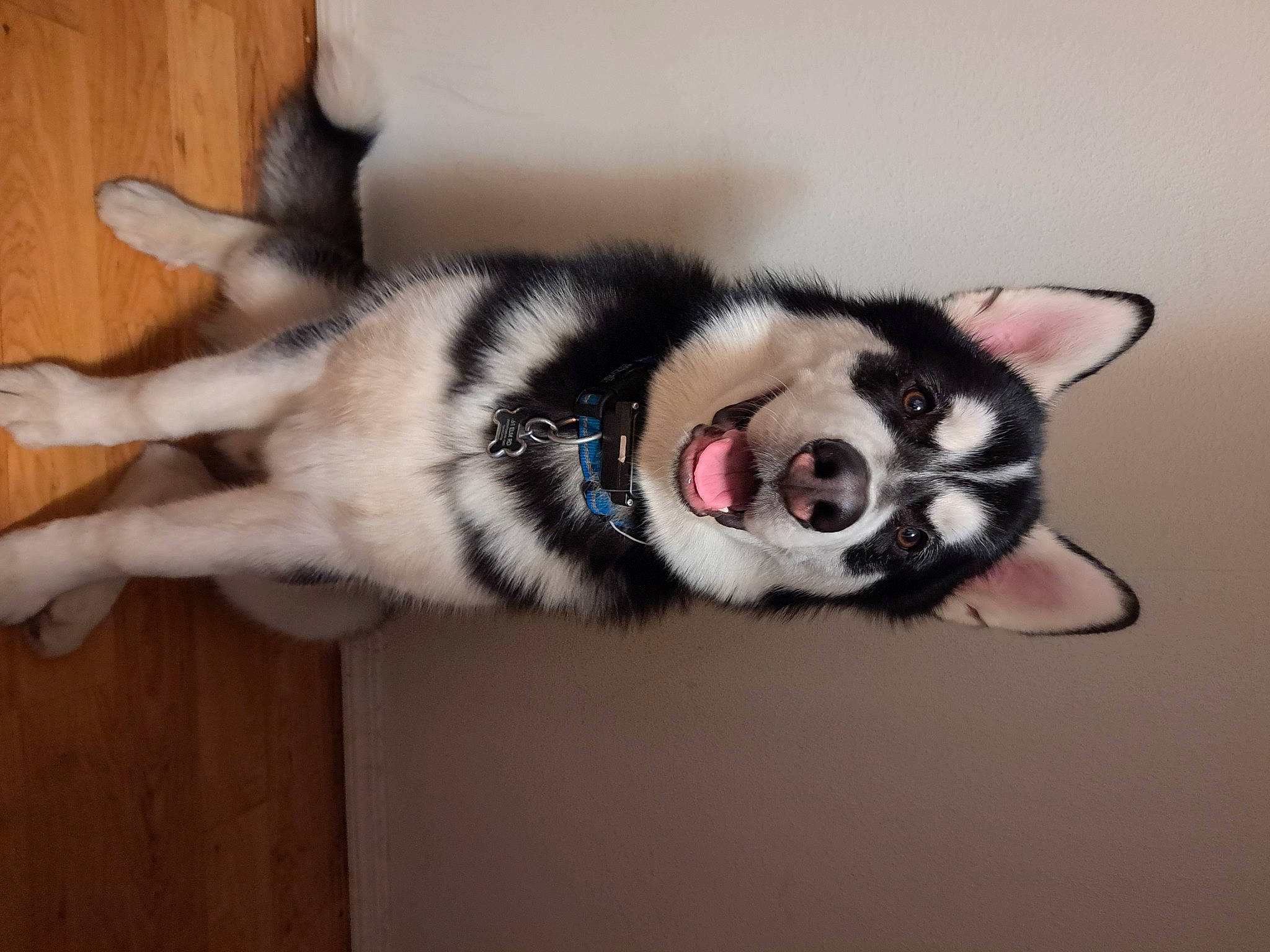 Bear is registered to the contest to win money with this photo: canidae, canis, carnivore, collar, companion_dog, dog, dog_breed, felidae, flooring, foot, fur, paw, siberian_husky, sled_dog, small_to_medium_sized_cats, snout, sporting_group, tail, whiskers, working_dog