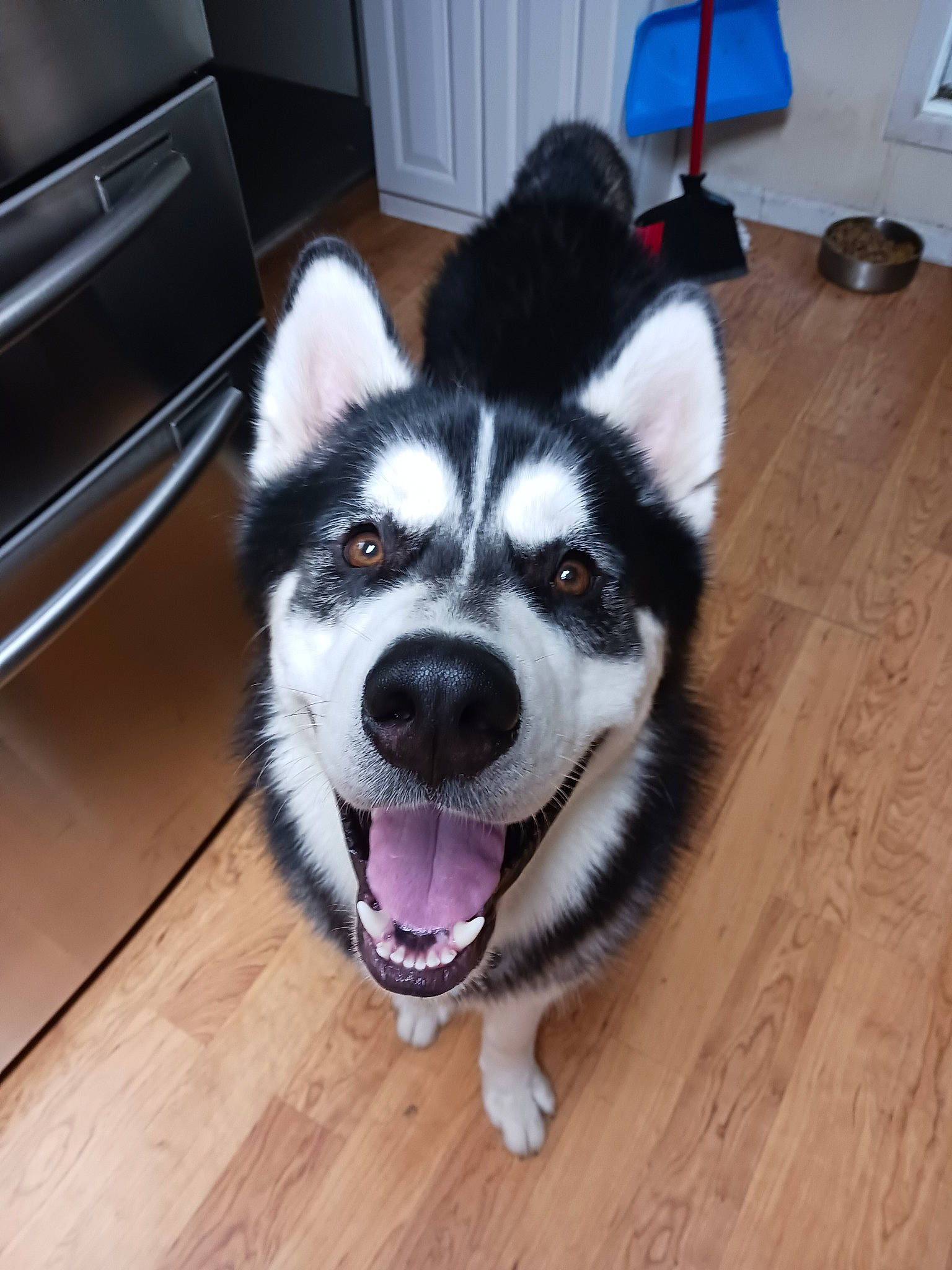 Bear is registered to the contest to win money with this photo: canidae, carnivore, companion_dog, dog, dog_breed, flooring, foot, fur, hardwood, plank, siberian_husky, sled_dog, sporting_group, varnish, whiskers, wood, wood_flooring, wood_stain, working_animal, working_dog