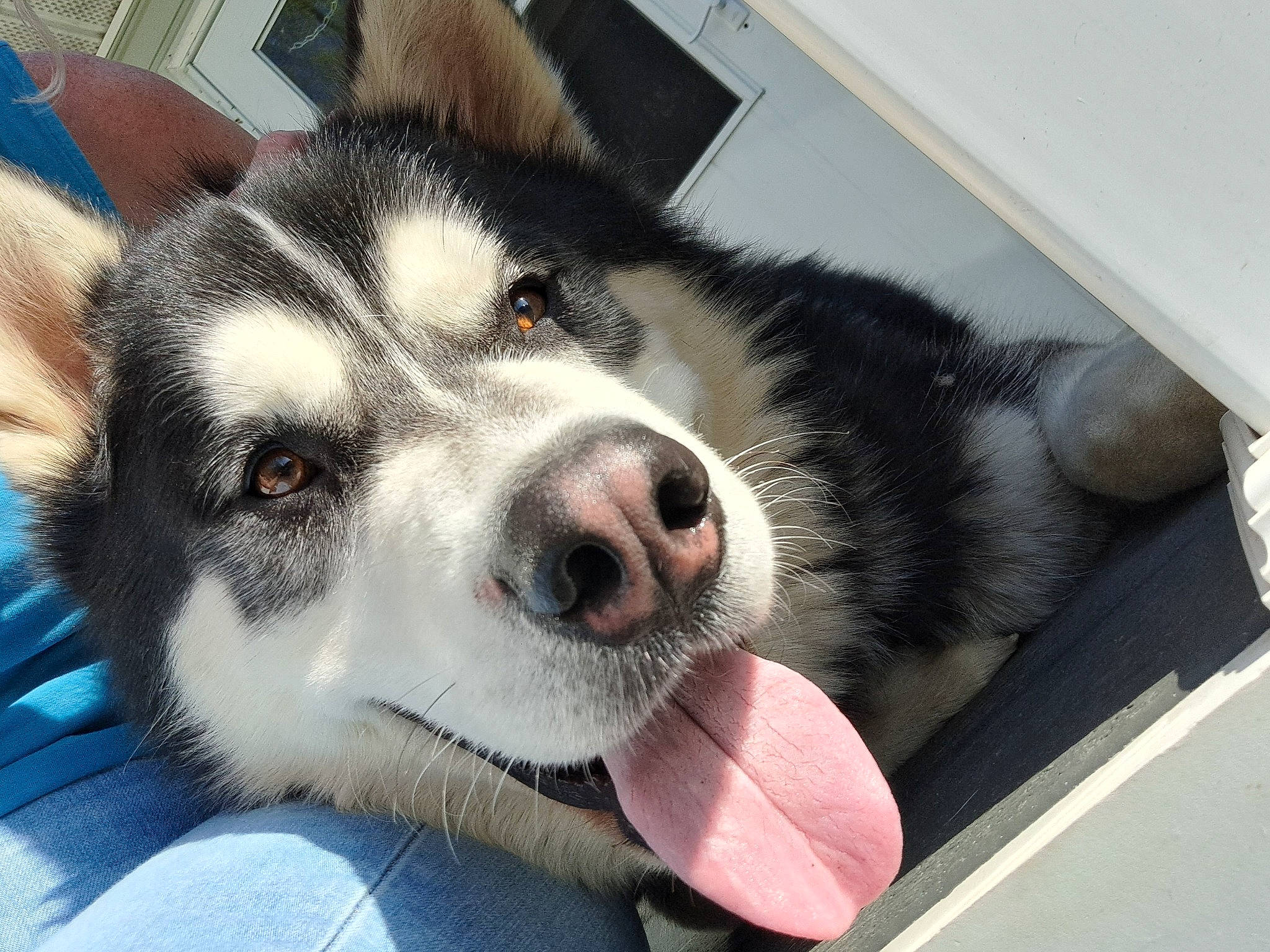 Bear is registered to the contest to win money with this photo: canidae, canis, carnivore, collar, companion_dog, dog, dog_breed, eye, foot, fur, jaw, paw, siberian_husky, sled_dog, snout, sporting_group, terrestrial_animal, whiskers, working_animal, working_dog