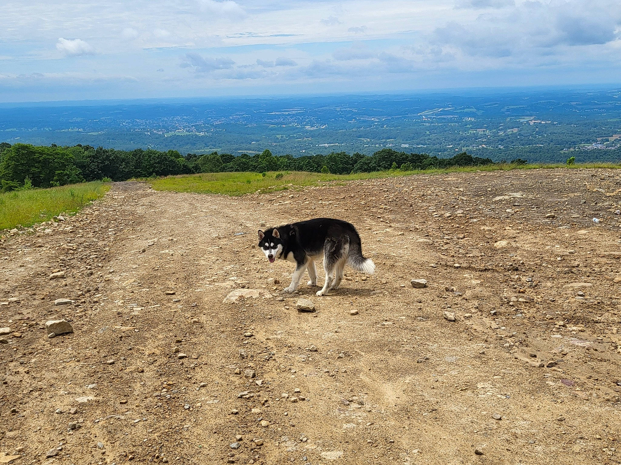 Bear joined the competition — help win amazing prizes! canidae, carnivore, cloud, dog, dog_breed, geology, grass, grassland, hill, horizon, landscape, mountain, natural_landscape, plain, plant, road, sky, soil, sporting_group, working_animal