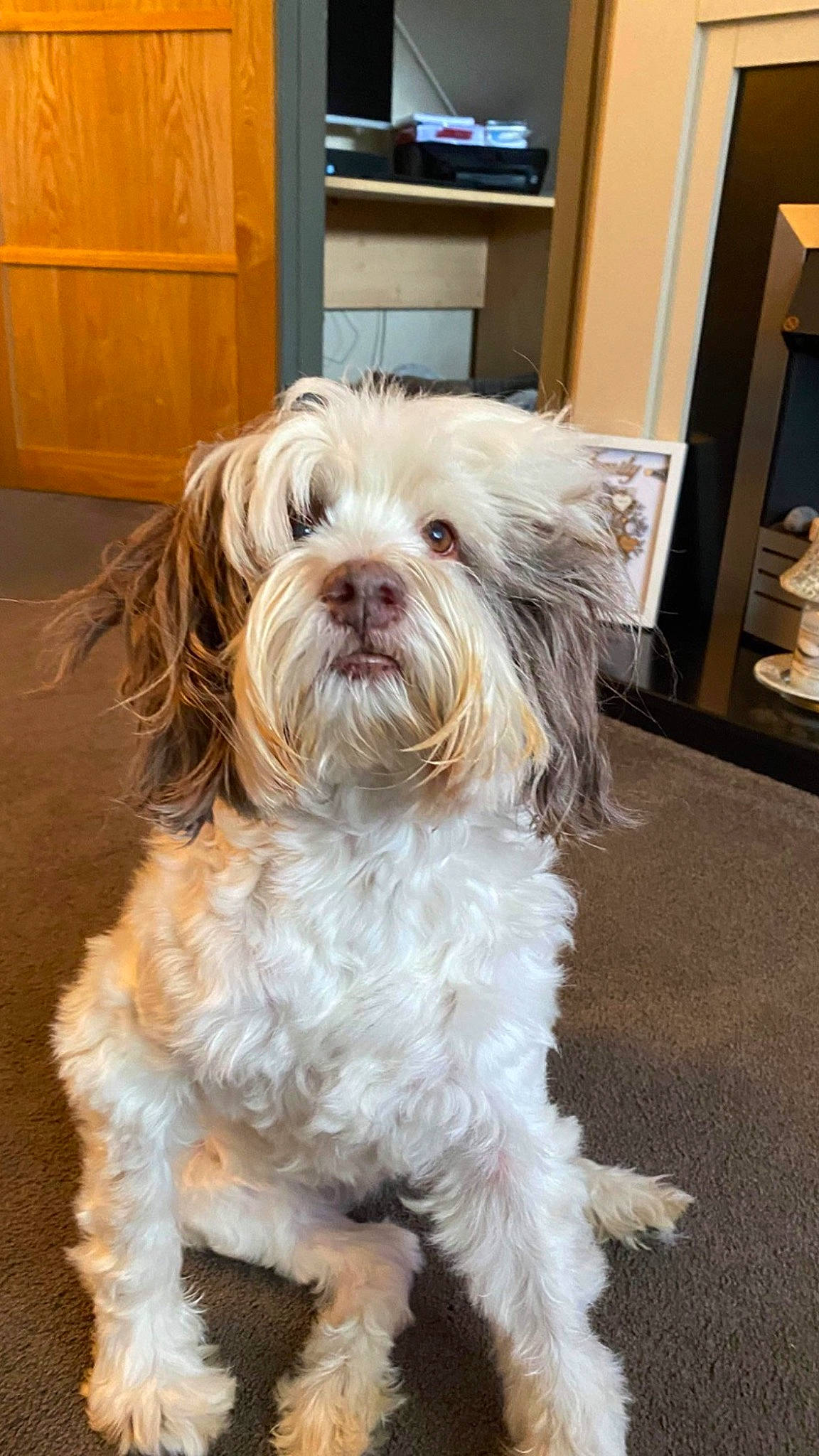 Maisy is registered to the contest to win money with this photo: cabinetry, canidae, carnivore, companion_dog, cupboard, dog, dog_breed, drawer, floor, flooring, fur, hardwood, natural_material, small_terrier, snout, sporting_group, terrier, toy_dog, wood, working_animal