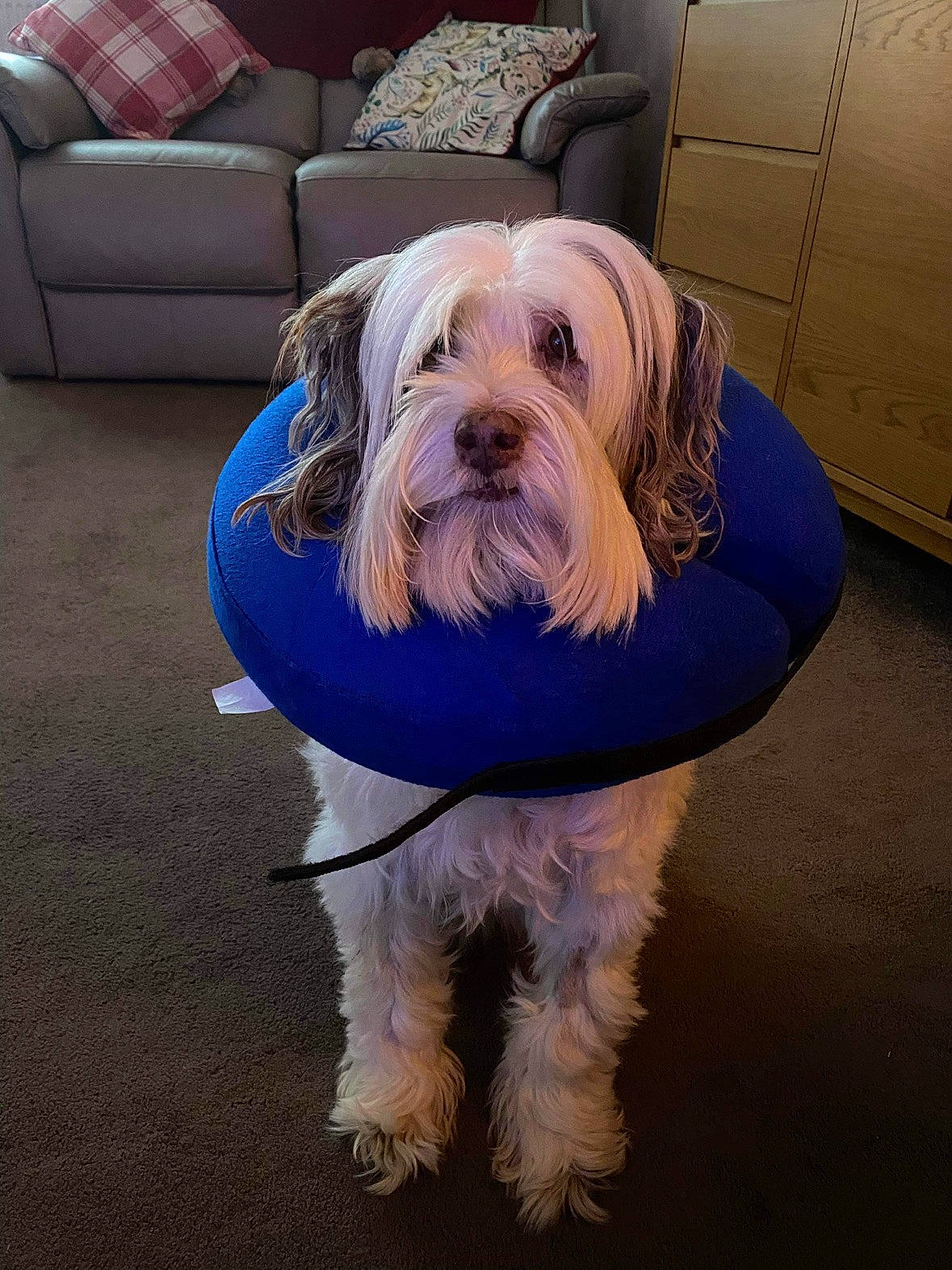 Maisy joined the competition — help win amazing prizes! canidae, carnivore, companion_dog, dog, dog_breed, dog_clothes, dog_collar, dog_supply, electric_blue, flooring, fur, maltepoo, non_sporting_group, small_terrier, snout, sporting_group, tail, terrier, toy_dog, working_animal