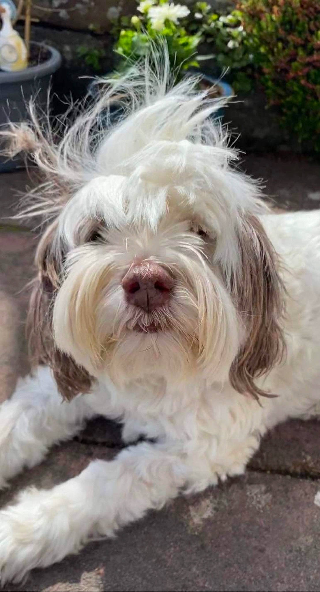 Maisy joined the competition — help win amazing prizes! canidae, carnivore, companion_dog, dog, dog_breed, fur, mal_shi, maltepoo, natural_material, non_sporting_group, plant, shih_poo, small_terrier, snout, sporting_group, terrestrial_animal, terrier, toy_dog, water_dog, working_animal