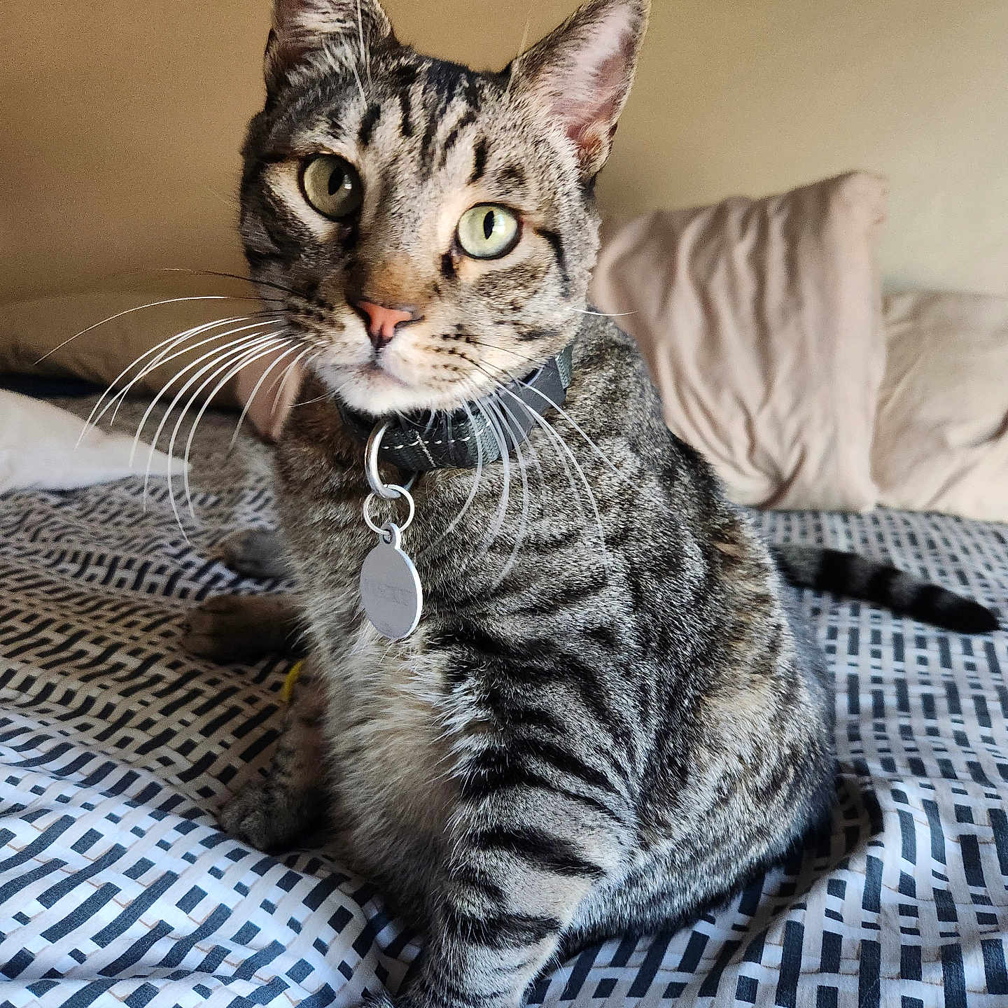 Lucky is registered to the contest to win money with this photo: animal, bed, cat, closeup, collar, curious, cute, domestic, feline, fur, green_eyes, indoor, looking, pet, pillow, portrait, sitting, striped, tabby, whiskers