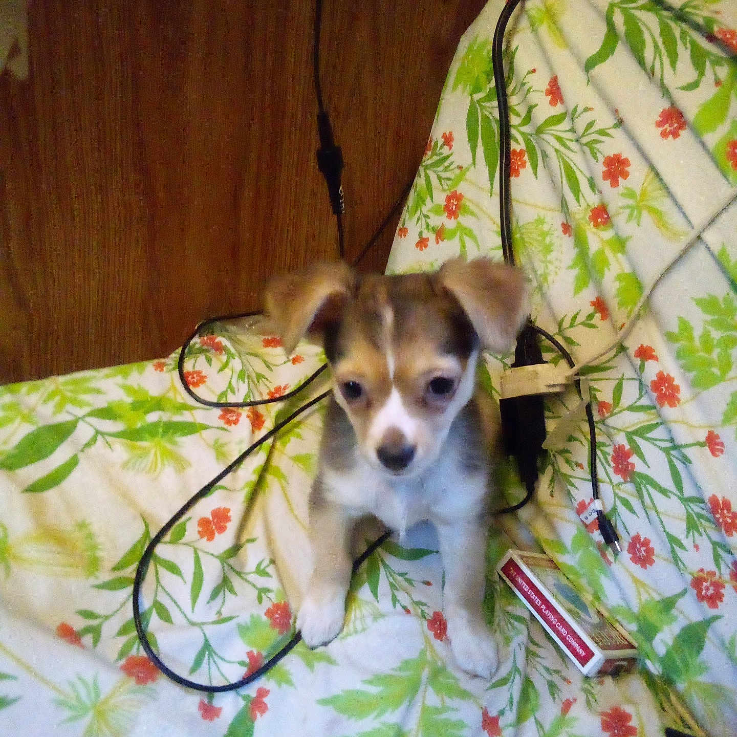 Hazel Dazzel joined the competition — help win amazing prizes! accessories, animal, blanket, canine, dog, electricaldevice, face, furniture, head, hound, husky, indoors, leash, microphone, person, pet, photography, portrait, puppy, strap