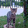 cat, tabby, grass, garden, brick_path, outdoor, fence, plant, tree, greenery, animal, pet, walking, alert, nature, daylight, mammal, young_cat, fur, whiskers