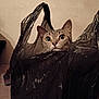 cat, plastic_bag, curious, indoor, pet, animal, face, wide_eyes, alert, container, black, texture, closeup, looking, playful, domestic, feline, head, background, wall