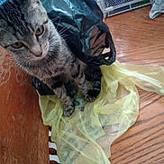 Breakfast is registered to the contest to win money with this photo: cat, tabby_cat, plastic_bag, yellow_bag, black_bag, wooden_chair, wooden_floor, indoor, pet, curious, feline, animal, flooring, domestic_animal, household, fur, whiskers, ears, tail, sitting