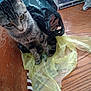 cat, tabby_cat, plastic_bag, yellow_bag, black_bag, wooden_chair, wooden_floor, indoor, pet, curious, feline, animal, flooring, domestic_animal, household, fur, whiskers, ears, tail, sitting