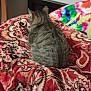 animal, bed, bedding, blanket, cat, colorful, comfort, cozy, fabric, feline, fur, home, indoor, patterned, pet, resting, soft, striped, tabby, warm