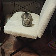 Breakfast joined the competition — help win amazing prizes! animal, cat, chair, cozy, craft_supplies, curious, cute, decorative_mushroom, furniture, gray_tabby, home, indoor, kitten, looking_at_camera, pet, sitting, spray_bottle, tile_floor, wooden_desk, yarn