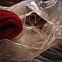 Breakfast joined the competition — help win amazing prizes! cat, plastic_bag, red_yarn, curious, indoor, feline, face, eyes, peek, cozy, blanket, soft, texture, brown_furniture, wooden_drawer, home, pet, animal, playful, close_up
