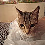 Breakfast is registered to the contest to win money with this photo: cat, plastic_bag, bedspread, patterned, indoor, curious, ears, eyes, animal, pet, feline, closeup, head, face, whiskers, domestic, resting, texture, background, fabric