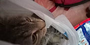 Breakfast is registered to the contest to win money with this photo: cat, tabby_cat, plastic_bag, indoor, curious, pet, feline, cushion, red_bag, cozy, whiskers, fur, domestic_animal, closeup, playful, soft, home, peek, resting, animal