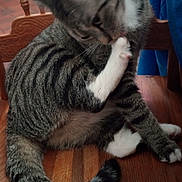 Alice is registered to the contest to win money with this photo: cat, tabby, grooming, licking, paw, wooden_chair, indoor, feline, striped, tail, fur, pet, animal, sitting, close_up, whiskers, ears, wooden_surface, relaxed, domestic_cat