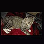 Alice is registered to the contest to win money with this photo: cat, tabby_cat, pet, animal, feline, striped, white_paws, resting, blanket, red_blanket, cozy, indoor, fur, whiskers, cute, domestic_animal, sleepy, comfort, relaxed, soft