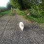 animal, boar, canine, city, dog, gravel, green, hog, outdoors, path, pet, pig, plant, road, soil, street, tarmac, tree, urban, vegetation