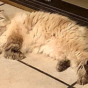 Yvette participe au concours pour gagner de l'argent avec cette photo : abyssinian, accessories, angora, animal, brasssection, cat, egyptiancat, hardwood, horn, indoors, kitten, manx, musicalinstrument, person, pet, siamese, sleeping, snout, strap, wood