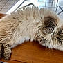 angora, animal, architecture, building, cat, couch, furniture, hardwood, indoors, interiordesign, kitten, livingroom, manx, person, pet, plywood, sleeping, stainedwood, table, wood