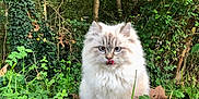 Yvette participe au concours pour gagner de l'argent avec cette photo : angora, animal, cat, grass, green, grove, herbal, herbs, jungle, kitten, land, leaf, nature, outdoors, pet, plant, soil, tree, vegetation, woodland