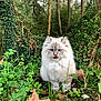 angora, animal, cat, grass, green, grove, herbal, herbs, jungle, kitten, land, leaf, nature, outdoors, pet, plant, soil, tree, vegetation, woodland