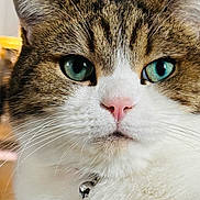 Archie joined the competition — help win amazing prizes! alert, animal, bell, cat, close_up, collar, cute, domestic_cat, face, feline, fur, green_eyes, indoor, mammal, pet, pink_nose, portrait, soft, whiskers