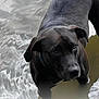 dog, black_dog, water, ripples, wet, animal, pet, canine, outdoor, nature, looking_up, fur, reflection, shallow_water, curious, standing, mammal, loyal, companion, quiet