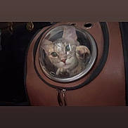 Peaches is registered to the contest to win money with this photo: animal, bubble_window, cat, closeup, companion, container, curious, cute, ears, face, feline, glass, indoor, paw, pet, pet_carrier, reflection, travel, whiskers, zipper