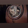 animal, bubble_window, cat, closeup, companion, container, curious, cute, ears, face, feline, glass, indoor, paw, pet, pet_carrier, reflection, travel, whiskers, zipper