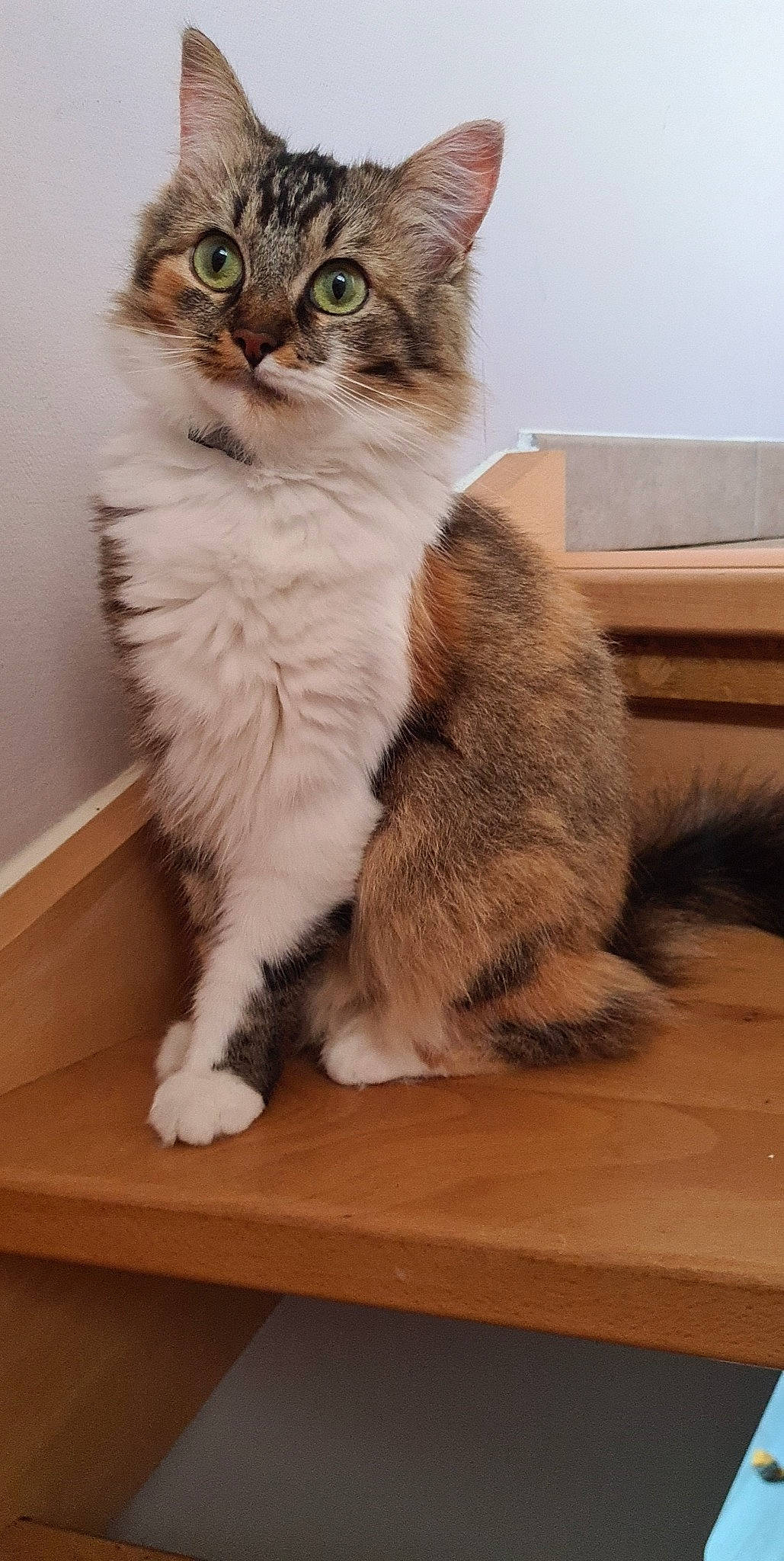 Nala participe au concours pour gagner de l'argent avec cette photo : carnivore, cat, claw, domestic_short_haired_cat, felidae, fur, hardwood, paw, small_to_medium_sized_cats, tail, terrestrial_animal, whiskers, wood