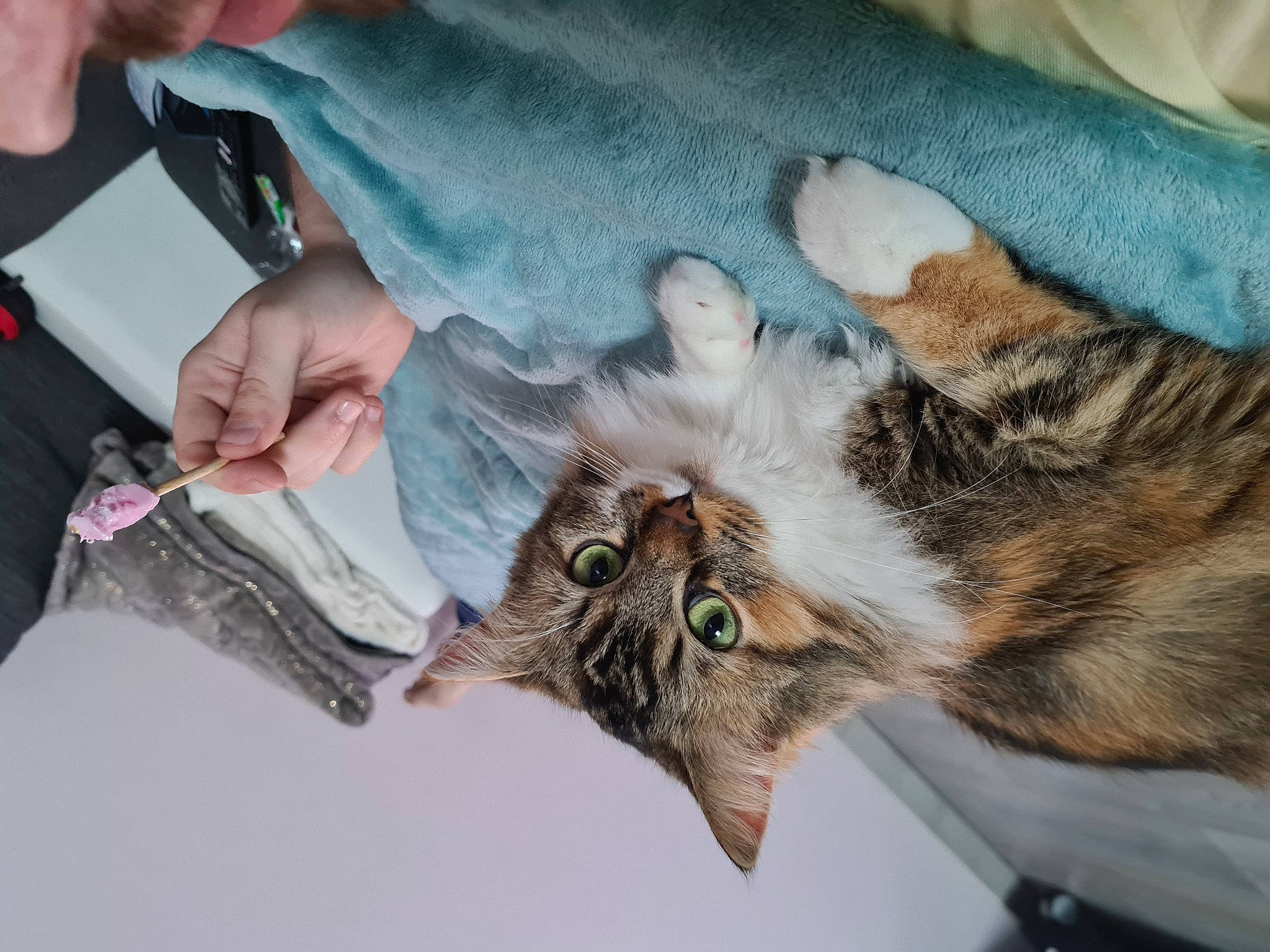 Nala a rejoint le concours — aidez-le/la à gagner de superbes lots ! carnivore, cat, claw, comfort, domestic_short_haired_cat, felidae, fur, gesture, nail, paw, small_to_medium_sized_cats, snout, tail, whiskers