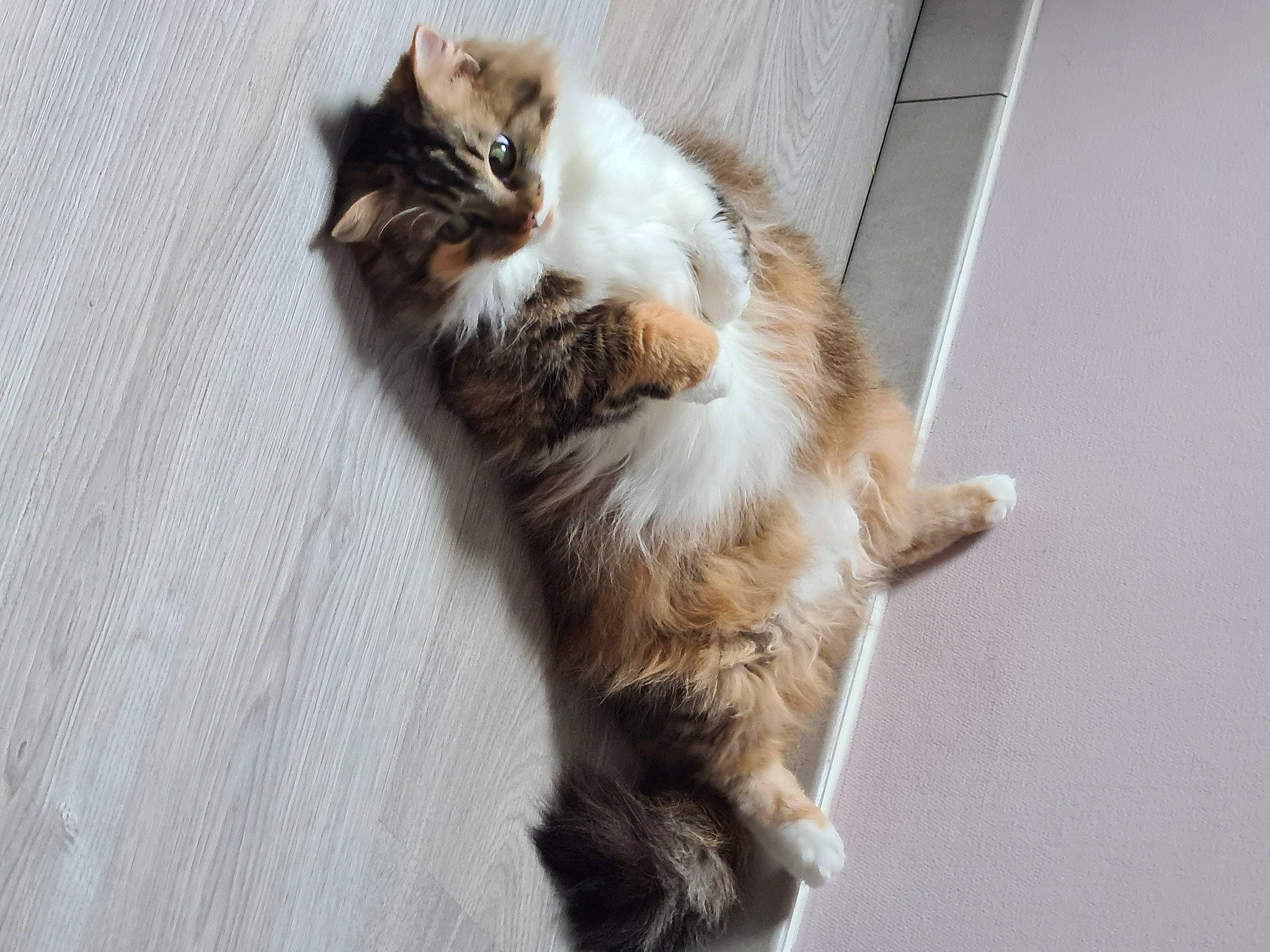 Nala a rejoint le concours — aidez-le/la à gagner de superbes lots ! carnivore, cat, claw, domestic_short_haired_cat, felidae, flooring, fur, paw, small_to_medium_sized_cats, tail, terrestrial_animal, whiskers, wood