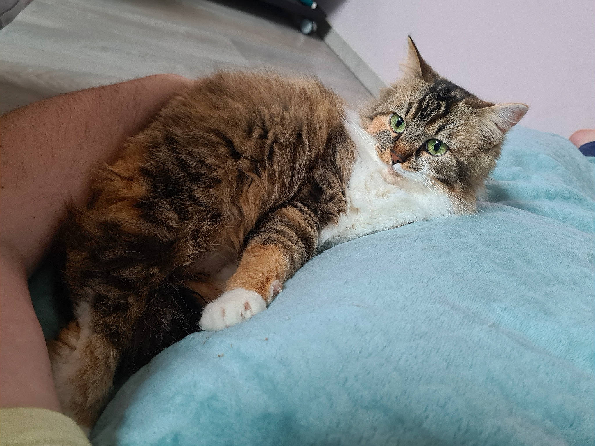 Nala a rejoint le concours — aidez-le/la à gagner de superbes lots ! carnivore, cat, claw, comfort, domestic_short_haired_cat, felidae, fur, nap, paw, sleep, small_to_medium_sized_cats, tail, terrestrial_animal, whiskers