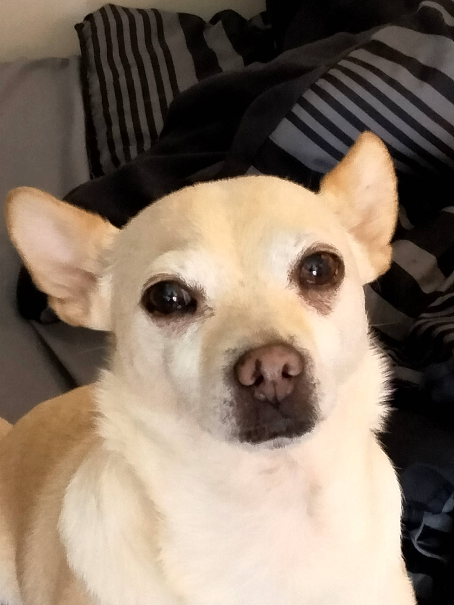 Sweet Pea is registered to the contest to win money with this photo: ancient_dog_breeds, canidae, carnivore, comfort, companion_dog, dog, dog_breed, ear, eye, fawn, fur, head, non_sporting_group, snout, sporting_group, terrestrial_animal, toy_dog, whiskers, working_animal