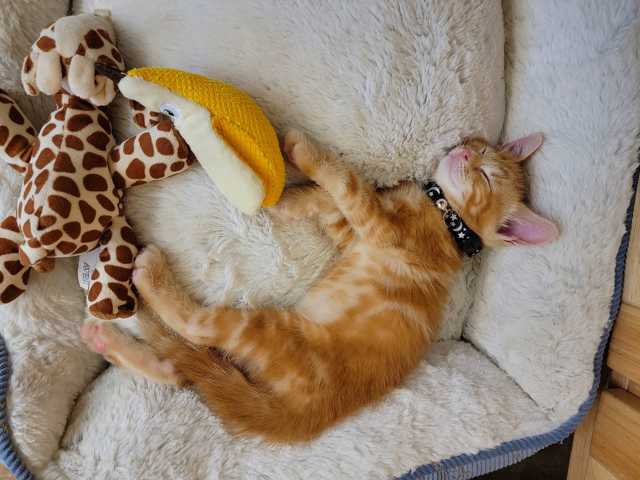 Harley Tu is registered to the contest to win money with this photo: carnivore, cat, comfort, companion_dog, dog_breed, domestic_short_haired_cat, fawn, felidae, fur, giraffidae, linens, mammal, pattern, paw, small_to_medium_sized_cats, tail, toy, vertebrate, whiskers, wood