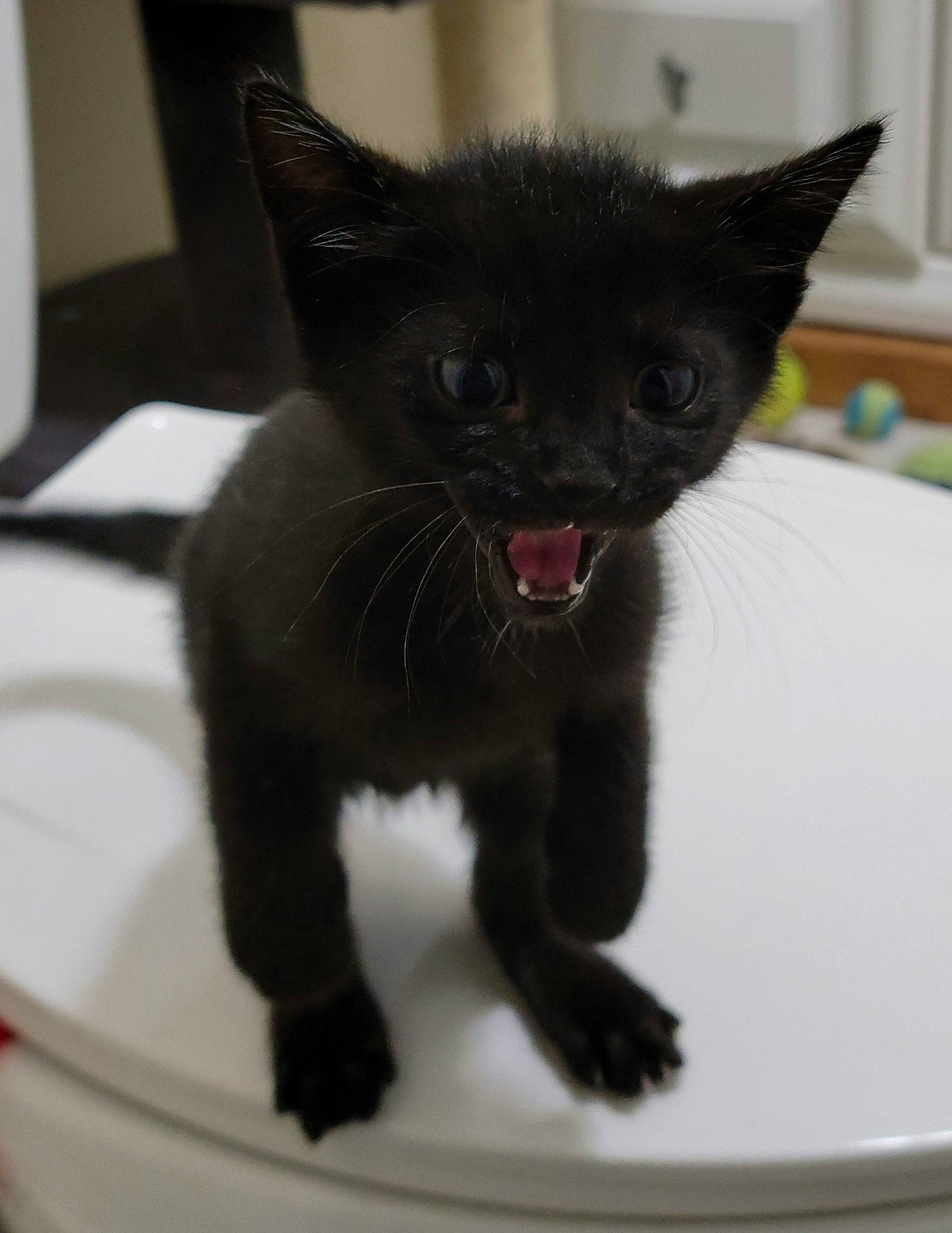 Harley Tu joined the competition — help win amazing prizes! black_cat, bombay, carnivore, cat, cat_supply, claw, domestic_short_haired_cat, fang, felidae, fur, paw, small_to_medium_sized_cats, snout, tail, terrestrial_animal, whiskers