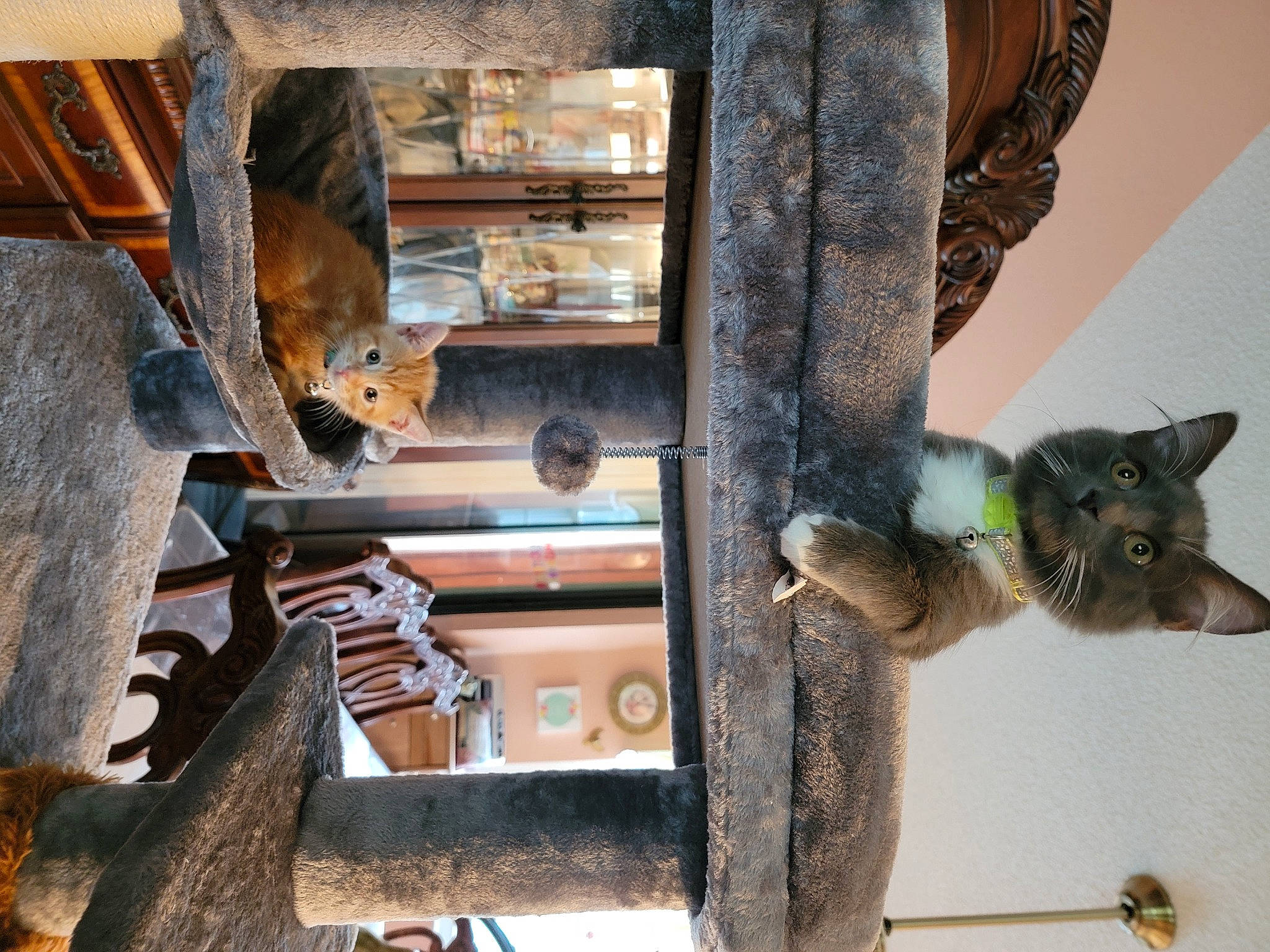 Harley Tu is registered to the contest to win money with this photo: automotive_exterior, automotive_tire, bumper, carnivore, cat, cat_furniture, cat_supply, domestic_short_haired_cat, door, felidae, fur, gas, machine, metal, pet_supply, room, small_to_medium_sized_cats, tail, whiskers, wood