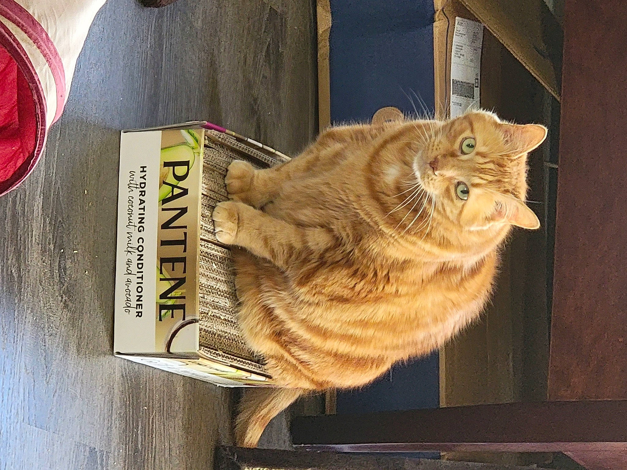 Gator joined the competition — help win amazing prizes! automotive_lighting, carnivore, cat, claw, domestic_short_haired_cat, fawn, felidae, fur, paw, sitting, small_to_medium_sized_cats, snout, tail, whiskers, window, wood