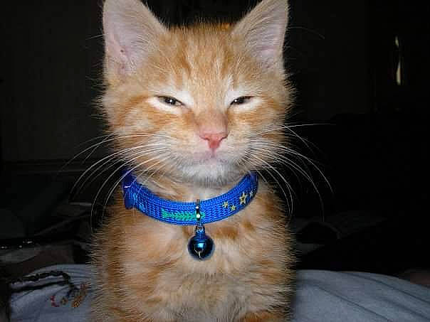 Gator joined the competition — help win amazing prizes! carnivore, cat, claw, collar, dog_collar, domestic_short_haired_cat, electric_blue, fawn, felidae, fur, iris, pet_supply, small_to_medium_sized_cats, snout, tail, whiskers