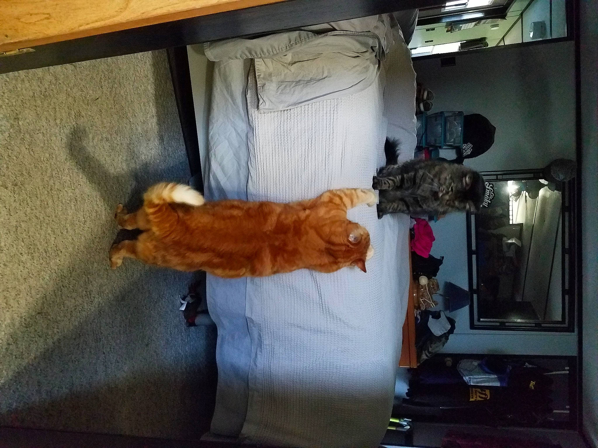 Gator is registered to the contest to win money with this photo: carnivore, cat, comfort, domestic_short_haired_cat, electrical_supply, fawn, felidae, flooring, fur, gas, hardwood, machine, room, small_to_medium_sized_cats, sporting_group, tail, whiskers, wood