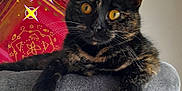Vicky a rejoint le concours — aidez-le/la à gagner de superbes lots ! abyssinian, angora, animal, armchair, blackcat, brasssection, cat, chair, couch, cushion, den, egyptiancat, furniture, homedecor, horn, indoors, kitten, manx, musicalinstrument, pet
