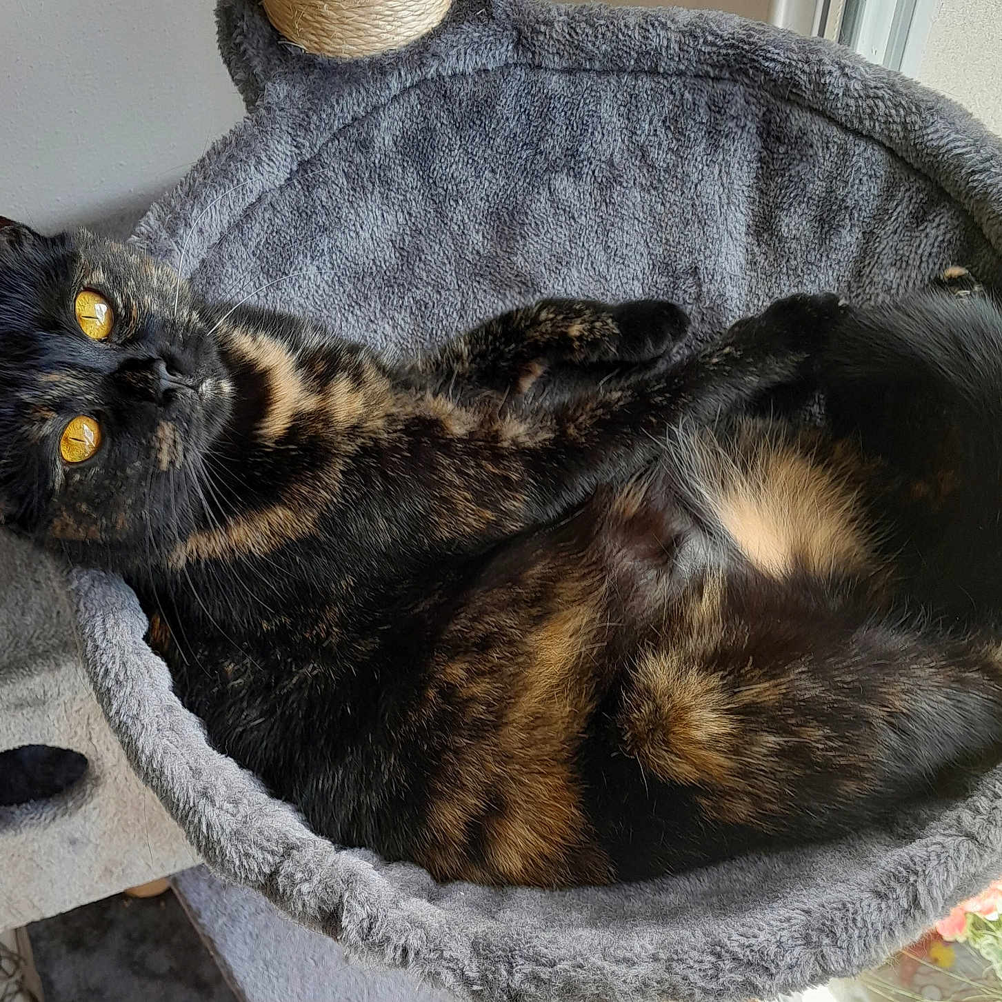 Vicky a rejoint le concours — aidez-le/la à gagner de superbes lots ! animal, cat, cat_bed, closeup, comfortable, cozy, cute, domestic_animal, feline, fur, golden_eyes, indoor, pet, plant, relaxed, resting, soft_texture, tortoiseshell, whiskers, window
