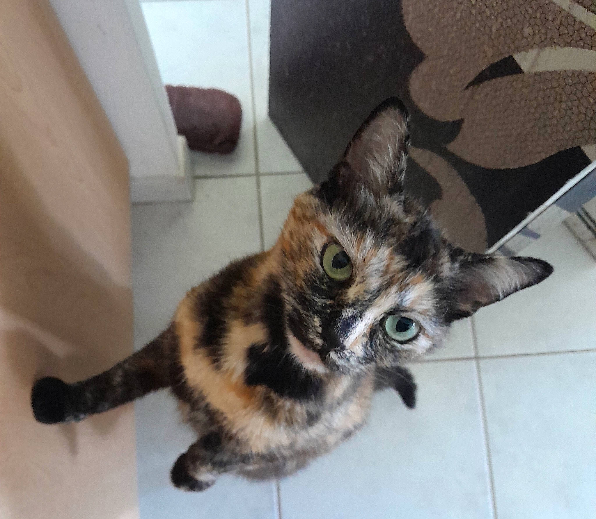 Zya a rejoint le concours — aidez-le/la à gagner de superbes lots ! carnivore, cat, claw, comfort, domestic_short_haired_cat, felidae, floor, flooring, fur, hardwood, houseplant, paw, room, sitting, small_to_medium_sized_cats, snout, tail, terrestrial_animal, whiskers