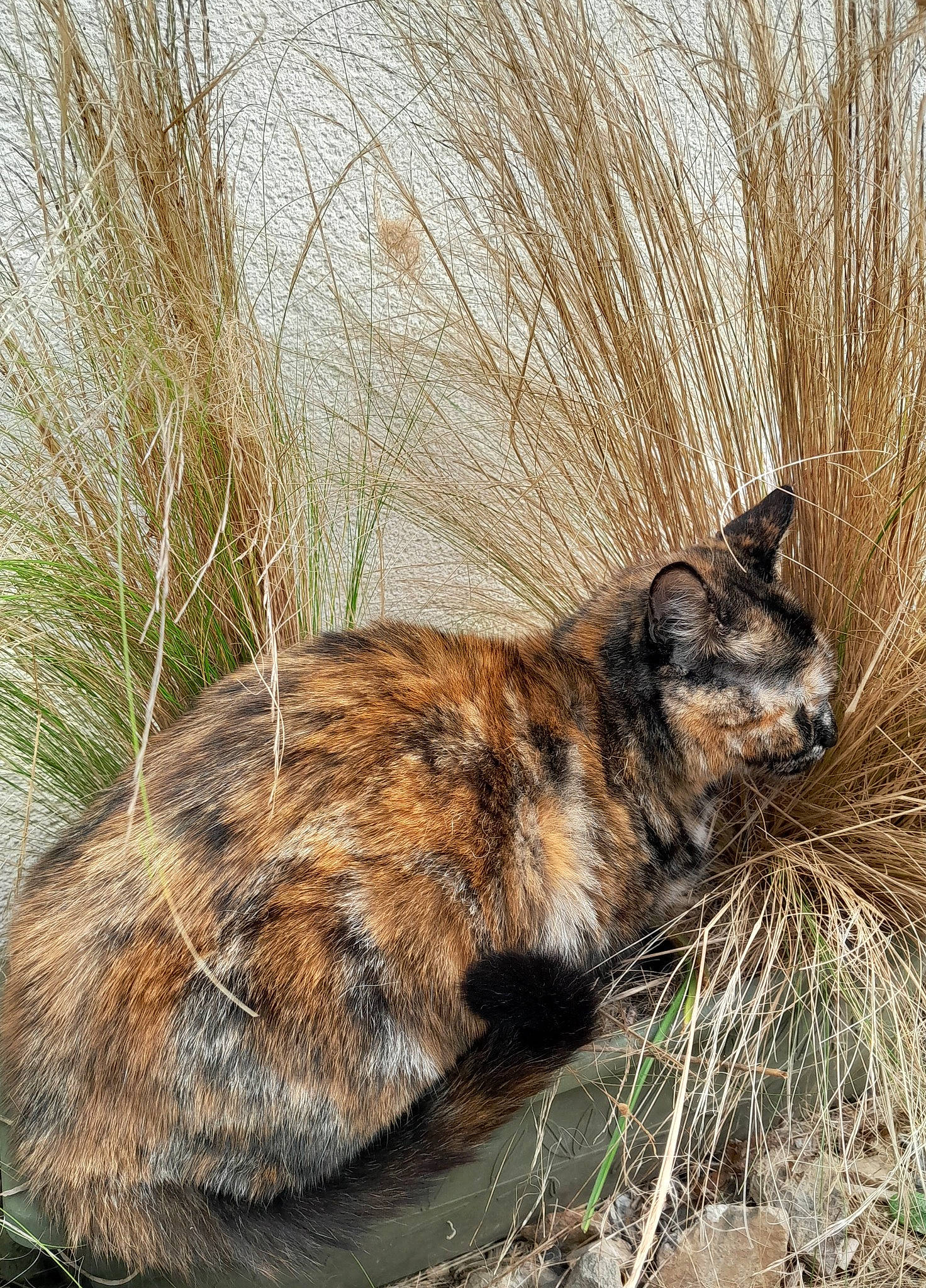 Zya participe au concours pour gagner de l'argent avec cette photo : bedrock, carnivore, cat, domestic_short_haired_cat, fawn, felidae, fur, grass, plant, small_to_medium_sized_cats, snout, tail, terrestrial_animal, twig, whiskers, wildlife, wood