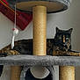 Mya a rejoint le concours — aidez-le/la à gagner de superbes lots ! animal, carpeted, cat, cat_tree, domestic_cat, ears, feline, fur, gray, green_eyes, indoor, pet, relaxed, resting, scratching_post, sisal_post, tail, tortoiseshell_cat, toy, whiskers