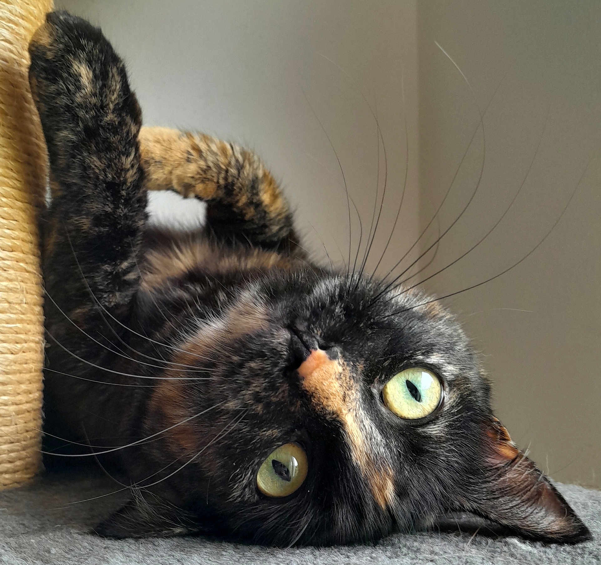 Mya