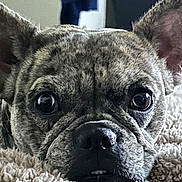 Khloe joined the competition — help win amazing prizes! dog, french_bulldog, close_up, pet, animal, face, ears, eyes, blanket, fur, resting, cute, indoor, snout, nostrils, wrinkles, sleepy, cozy, portrait, companion