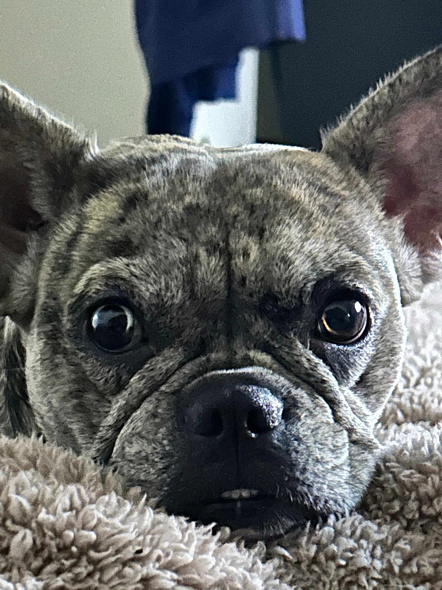Khloe joined the competition — help win amazing prizes! dog, french_bulldog, close_up, pet, animal, face, ears, eyes, blanket, fur, resting, cute, indoor, snout, nostrils, wrinkles, sleepy, cozy, portrait, companion