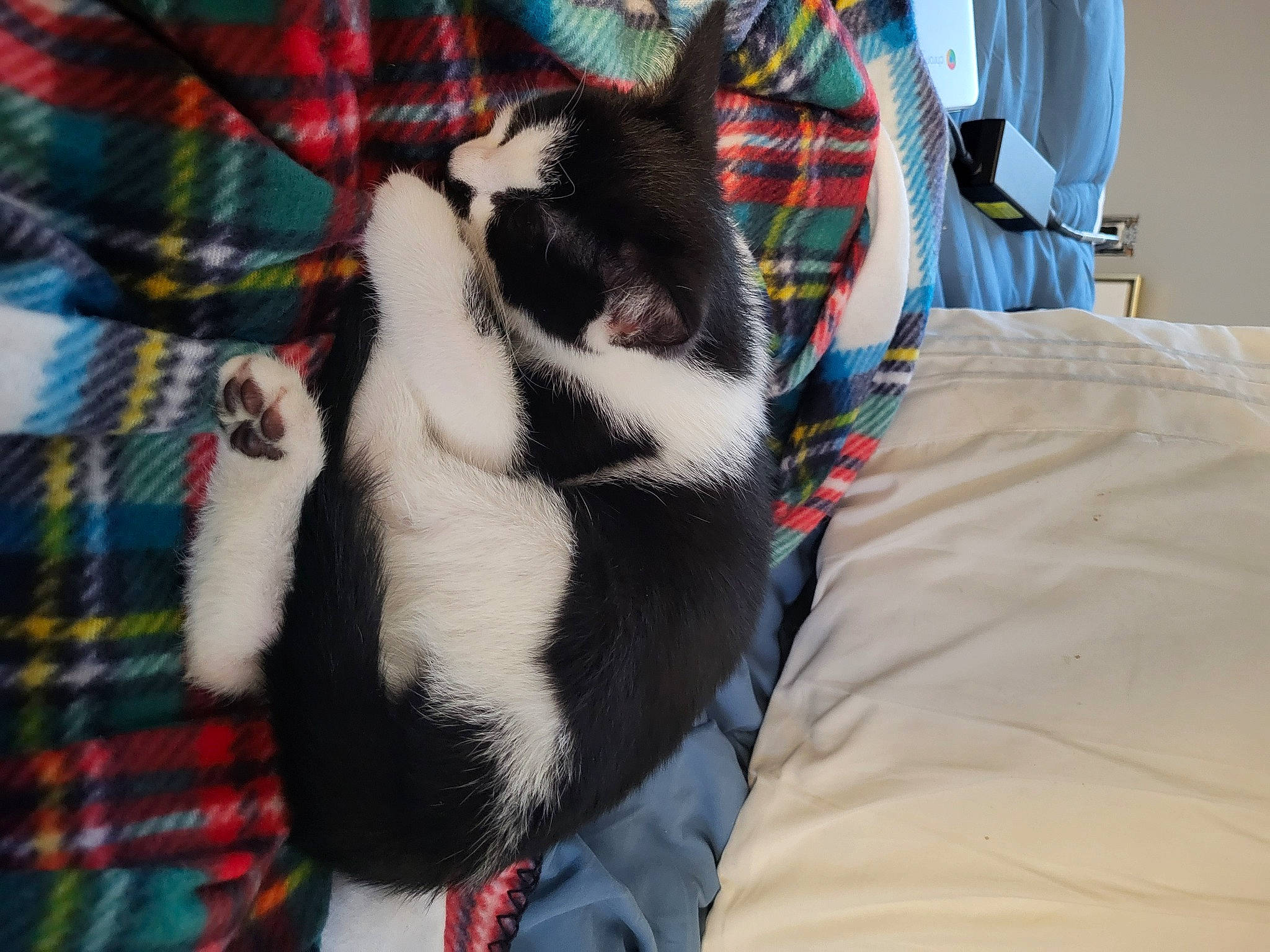 Orion joined the competition — help win amazing prizes! canidae, carnivore, cat, comfort, companion_dog, dog_breed, felidae, fur, lap, linens, nap, pattern, paw, plaid, small_to_medium_sized_cats, sporting_group, tail, tartan, textile, whiskers